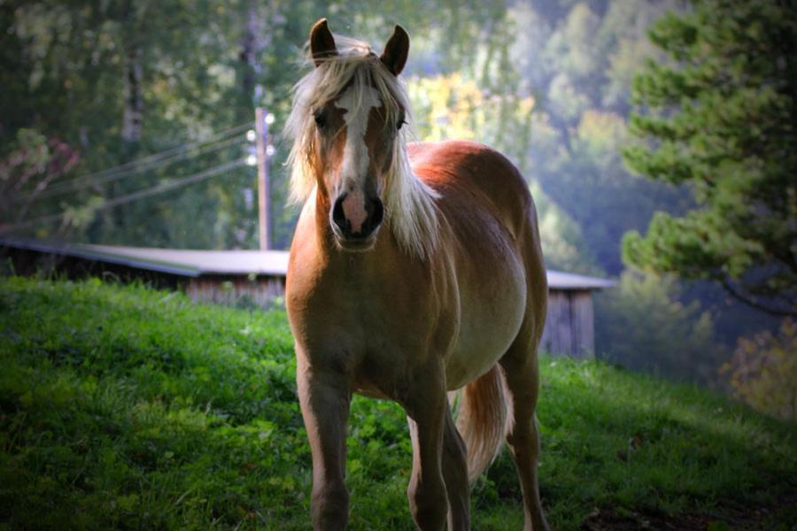 Morskie Ogrody Pobierowo Dış mekan fotoğraf